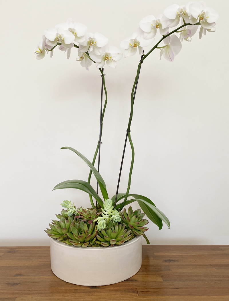 Large White Orchid - Rooted Plant Design and Care